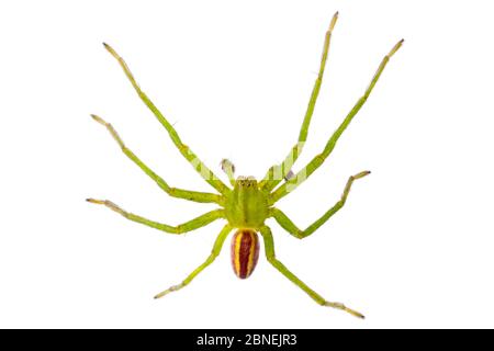 Green Huntsman Spider mâle (Micrommata virescens) photographié sur fond blanc dans un studio mobile. Nordtirol, Alpes autrichiennes. Juin. Banque D'Images