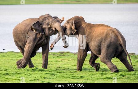 Les juvéniles de l'éléphant du Sri Lanka (Elepha maxima maximus) jouent au combat. Parc national de Méneriya, Sri Lanka. Septembre