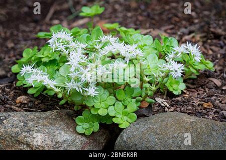 La stonecrope sauvage (Sedum ternatum), une plante indigène de l'est de l'Amérique du Nord, qui pousse dans un jardin de roches dans le centre de la Virginie. Banque D'Images