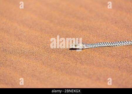 Serpent de sable du Namib (Psammophis namibensis) dans les dunes de Swakopmund, Erongo, Namibie, Région. Banque D'Images