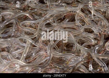 Anguilles de verre, jeunes anguilles européennes (Anguilla anguilla) emballées dans une boîte isolée à l'anguille de verre du Royaume-Uni pour le transport vers l'Allemagne pour la réintroduction proj Banque D'Images