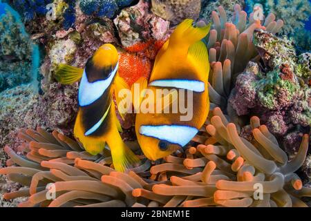 Le corégone de la mer Rouge (Amphiprion bicinctus) pond des œufs rouges sur une roche qui pendait leur anémone hôte. Abu Dabab, Marsa Alam, Égypte. Mer Rouge Banque D'Images