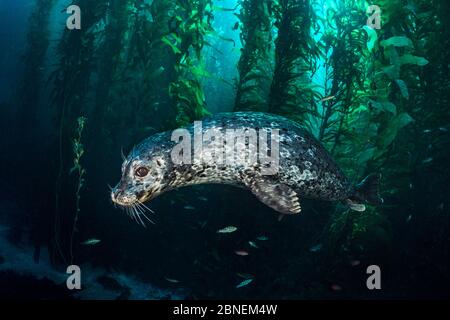 Le phoque commun (Phoca vitulina) se balade dans une forêt de varech géant (Macrocystis pyrifera). Île Santa Barbara, îles Anglo-Normandes. Californie, États-Unis. Non Banque D'Images