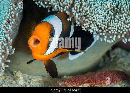 Les femelles de Saddleback anemonefish (Amphiprion polymnus), qui garde son embrayage d'oeufs, pondus sous son anémone hôte. Anilao, Batangas, Luzon, tél Banque D'Images