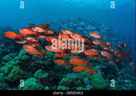 L'école des bigoes de la queue du croissant (Priacanthis hamrur) se baladise devant une école de crics de Bigeye (Caranx sexfasciatus). Île d'ULONG, îles Rock, Pal Banque D'Images