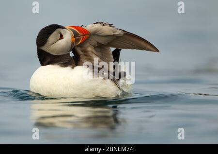 Atlantic Puffin (Fratercula arctica) preening, Skomer Island, pays de Galles, Royaume-Uni, mai Banque D'Images