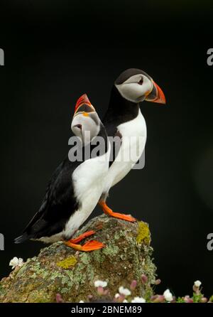 Atlantic Puffins (Fratercula arctica) deux au repos, un avec tête vers le haut, Skomer Island, pays de Galles, Royaume-Uni, mai Banque D'Images