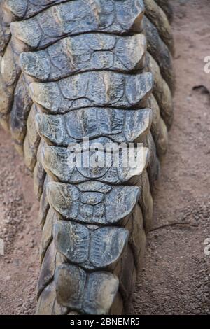 Tir vertical d'une queue de crocodile rampant sur le sol Banque D'Images