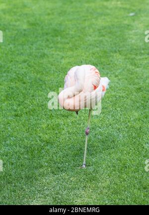 Rose flamant sur fond vert. Flamingo se tient sur une jambe Banque D'Images