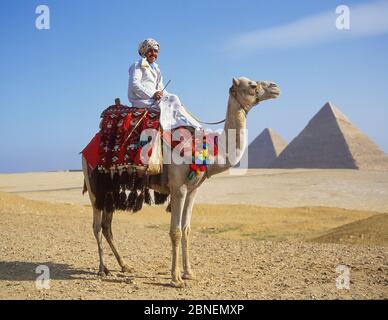 Chauffeur de chameau à dos de chameau, les grandes pyramides de Gizeh, Gizeh, Govergate de Gizeh, République d'Égypte Banque D'Images