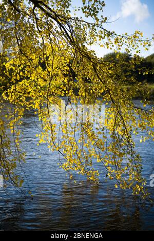 Lumière du soleil à travers les feuilles dorées de bouleau argenté - Betula pendula - danquant dans la rivière Wye à Herefordshire, Angleterre. Banque D'Images