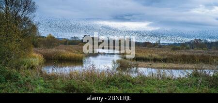 Murmuration de Starlings - Sturnus vulgaris. Des milliers d'oiseaux forment des formes et des motifs tourbillonnants avant de se frayer, Avalon Marshes, S. Banque D'Images