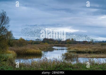 Murmuration de Starlings - Sturnus vulgaris. Des milliers d'oiseaux forment des formes et des motifs tourbillonnants avant de se frayer, Avalon Marshes, S. Banque D'Images