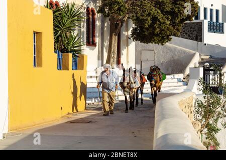 Fira, Santorini, Grèce - 20 juillet 2014 : homme dans des vêtements grecs traditionnels marchant avec deux ânes pour faire du vélo dans les rues du village Banque D'Images