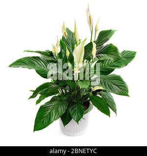 Maison de nénuphars, spathiphyllum, une belle plante luxuriante, studio isolé sur blanc pur Banque D'Images