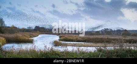 Murmuration de Starlings - Sturnus vulgaris. Des milliers d'oiseaux forment des formes et des motifs tourbillonnants avant de se frayer, Avalon Marshes, S. Banque D'Images