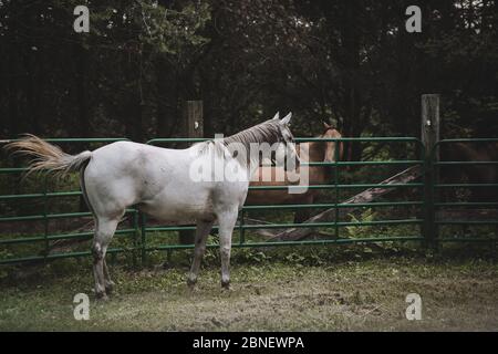 Jument gris quartier cheval en stylo rond rencontre sarrasin cheval Banque D'Images