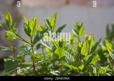 Profil d'une plante de menthe poivrée que le soleil illumine révélant les nerfs des feuilles de menthe Banque D'Images