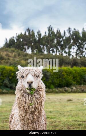 Alpaga à l'ancien site Inca de Sacsayhuaman au-dessus de Cusco / Pérou Banque D'Images