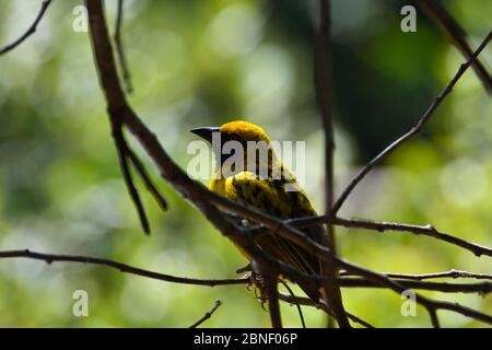 Oiseau de castor jaune du Sud masqué (Ploceus velatus) Banque D'Images