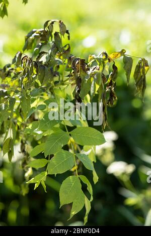 Hymenoscyphus fraxineus - un champignon ascomycète causant la maladie fongique du dépérissement des cendres - sur un jeune arbre de cendres communes, Fraxinus excelsior, en Angleterre Banque D'Images