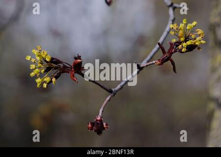 Fleurs et boutons de fleurs femelles et mâles de l'érable rouge (Acer rubrade) au début du printemps avant la floraison. Ottawa, Ontario, Canada. Banque D'Images