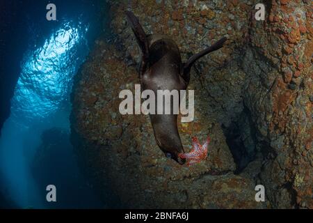 Un jeune lion de mer de Californie jouant avec une étoile de mer. Banque D'Images