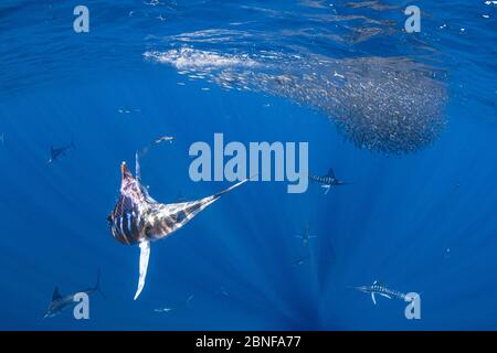 Maquereau de chasse au makaire rayé Banque D'Images
