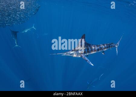 Maquereau de chasse au makaire rayé Banque D'Images