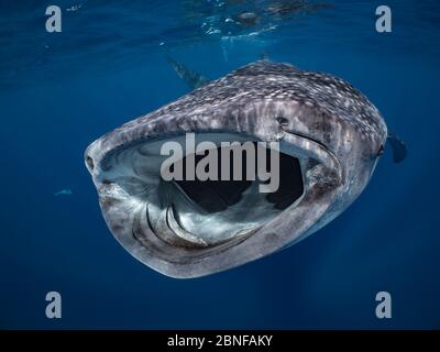 Un requin-baleine nageant juste en dessous de la surface Banque D'Images