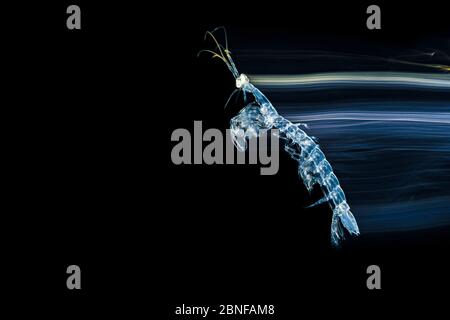 Une crevette mantis sur une plongée dans les eaux noires en Floride. Banque D'Images