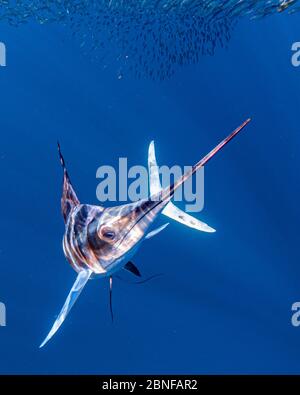 Maquereau de chasse au makaire rayé Banque D'Images