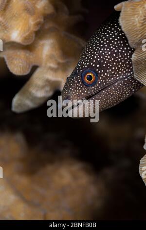 Une anguille moray entre corail Banque D'Images