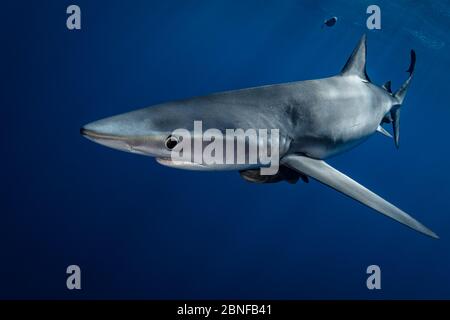 Requin bleu à Cabo San Lucas Banque D'Images