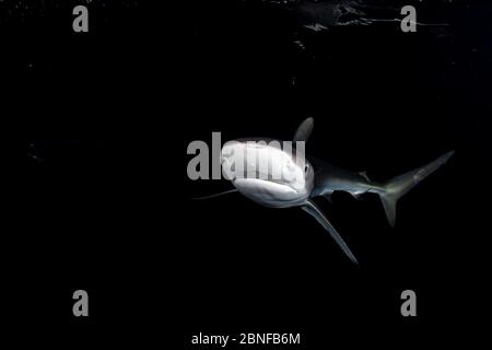 Requin soyeux la nuit Banque D'Images