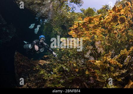 Un plongeur dans un cenote à Quintana Roo, Mexique. Banque D'Images