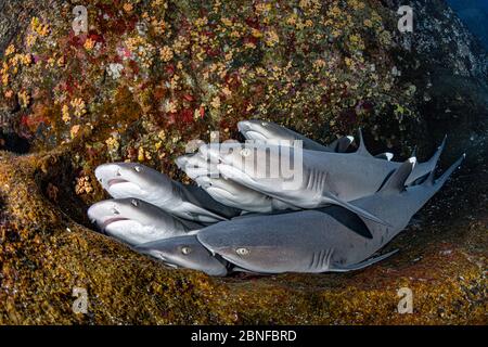 Requins de récif à pointe blanche reposant sur une roche Banque D'Images