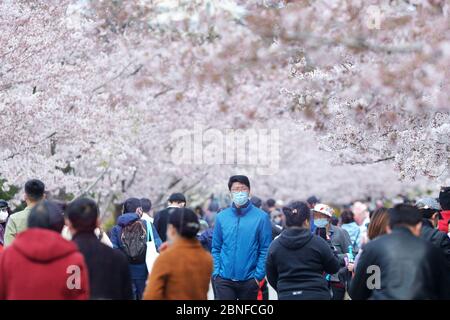 Plus de 2000 cerisiers commencent à fleurir dans le parc Zhongshan, attirant de nombreux citoyens pour profiter des fleurs parfumées et prendre des pichutres, ville de Qindao, Banque D'Images