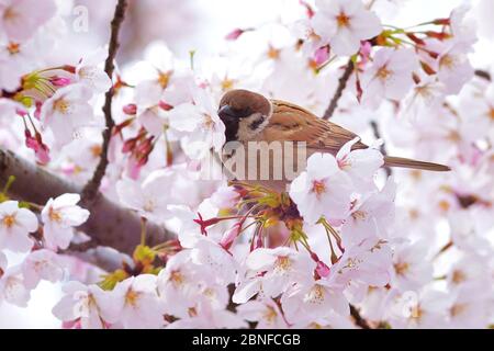 Plus de 2000 cerisiers commencent à fleurir dans le parc Zhongshan, attirant de nombreux citoyens pour profiter des fleurs parfumées et prendre des pichutres, ville de Qindao, Banque D'Images