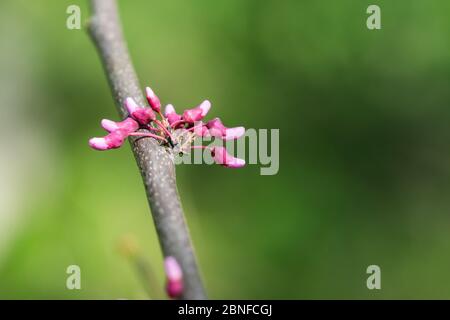 Boutons de fleurs de l'est au printemps Banque D'Images
