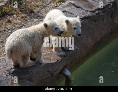 Antibes, France. 14 mai 2020. Deux des triplés d'ours polaires nés en décembre dernier sont vus au parc à thème 'Marineland' à Antibes, dans le sud de la France, le 14 mai 2020. Crédit: Serge Haouzi/Xinhua/Alay Live News Banque D'Images