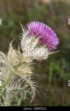 Le chardon-taupe coloré, également appelé Thistle jaune 'Cirsium horridulum Michx', pousse dans les pâturages. Banque D'Images