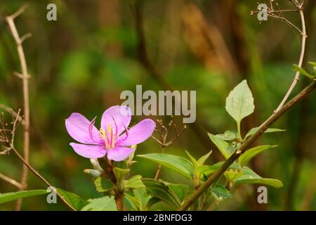 Fleurs sauvages en pleine floraison le matin. Melastoma malabathricum Banque D'Images