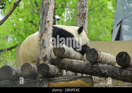 Le paanda géant joue et mange dans l'enceinte du zoo de Pékin, Beijing, Chine, le 8 avril 2020. Banque D'Images