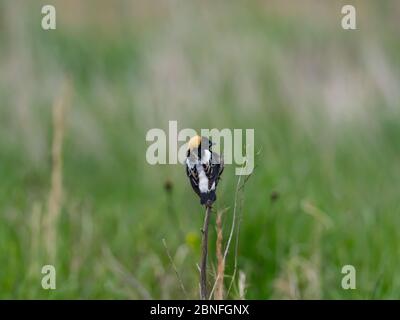 Bobolink, Dolichonyx oryzivorus, oiseau migrateur dans les prairies de l'Ohio Banque D'Images