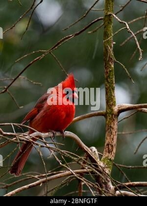 Cardinal du Nord, cardinalis cardinalis, le magnifique oiseau d'état de nombreux États Banque D'Images