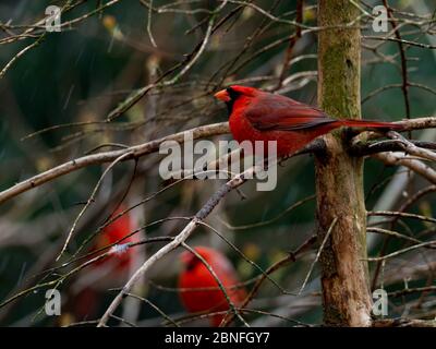 Cardinal du Nord, cardinalis cardinalis, le magnifique oiseau d'état de nombreux États Banque D'Images