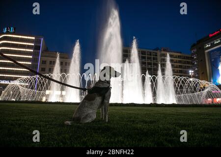 Athènes, Grèce. 14 mai 2020. Un chien se trouve près de la fontaine de la place Omonia récemment rénovée, un monument historique à Athènes, Grèce, le 14 mai 2020. Le nouveau visage de la place Omonia, doté d'une grande fontaine illuminée, a été dévoilé jeudi par le maire d'Athènes, Kostas Bakoyannis. Crédit: Lefteris Partsalis/Xinhua/Alay Live News Banque D'Images