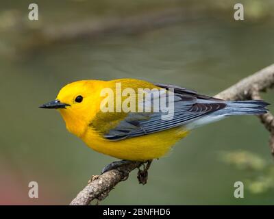 Paruline orangée, Protonotaria citrea, une nouvelle verrurière mondiale, dans le marais de feuillus de la réserve de l'Ohio DNR Kilbuck Marsh Banque D'Images