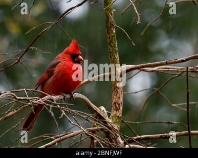 Cardinal du Nord, cardinalis cardinalis, le magnifique oiseau d'état de nombreux États Banque D'Images